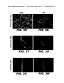 USE OF NOTCH SIGNALING REGULATORS FOR MODULATING OSTEOGENESIS diagram and image