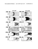 USE OF NOTCH SIGNALING REGULATORS FOR MODULATING OSTEOGENESIS diagram and image