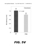 USE OF NOTCH SIGNALING REGULATORS FOR MODULATING OSTEOGENESIS diagram and image