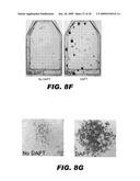 USE OF NOTCH SIGNALING REGULATORS FOR MODULATING OSTEOGENESIS diagram and image