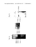 PEROXISOME PROLIFERATOR-ACTIVATOR RECEPTOR DELTA (PPARDELTA) AND THE DEVELOPMENT OF PREIMPLANTATION EMBRYOS diagram and image