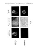 PEROXISOME PROLIFERATOR-ACTIVATOR RECEPTOR DELTA (PPARDELTA) AND THE DEVELOPMENT OF PREIMPLANTATION EMBRYOS diagram and image