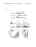 TLR ligand and IL-1 Response-Injured Animal Model diagram and image