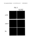 DNA ENCODING POLYPEPTIDE CAPABLE OF MODULATING MUSCLE-SPECIFIC TYROSINE KINASE ACTIVITY diagram and image