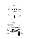 DNA ENCODING POLYPEPTIDE CAPABLE OF MODULATING MUSCLE-SPECIFIC TYROSINE KINASE ACTIVITY diagram and image