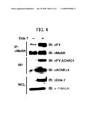 DNA ENCODING POLYPEPTIDE CAPABLE OF MODULATING MUSCLE-SPECIFIC TYROSINE KINASE ACTIVITY diagram and image