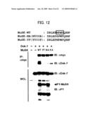 DNA ENCODING POLYPEPTIDE CAPABLE OF MODULATING MUSCLE-SPECIFIC TYROSINE KINASE ACTIVITY diagram and image