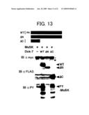 DNA ENCODING POLYPEPTIDE CAPABLE OF MODULATING MUSCLE-SPECIFIC TYROSINE KINASE ACTIVITY diagram and image