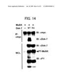 DNA ENCODING POLYPEPTIDE CAPABLE OF MODULATING MUSCLE-SPECIFIC TYROSINE KINASE ACTIVITY diagram and image