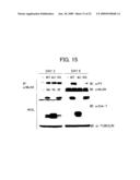 DNA ENCODING POLYPEPTIDE CAPABLE OF MODULATING MUSCLE-SPECIFIC TYROSINE KINASE ACTIVITY diagram and image