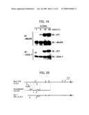 DNA ENCODING POLYPEPTIDE CAPABLE OF MODULATING MUSCLE-SPECIFIC TYROSINE KINASE ACTIVITY diagram and image