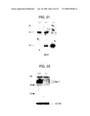 DNA ENCODING POLYPEPTIDE CAPABLE OF MODULATING MUSCLE-SPECIFIC TYROSINE KINASE ACTIVITY diagram and image