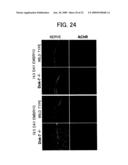 DNA ENCODING POLYPEPTIDE CAPABLE OF MODULATING MUSCLE-SPECIFIC TYROSINE KINASE ACTIVITY diagram and image