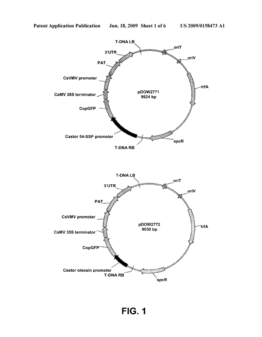 SEED-PREFERRED GENE PROMOTERS FROM THE CASTOR PLANT - diagram, schematic, and image 02