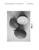 Feijoa variety named  Kaiteri  diagram and image