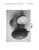 Feijoa variety named  Anatoki  diagram and image