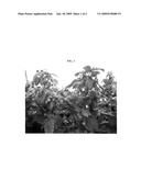Raspberry plant named  GRANDEUR  diagram and image
