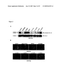 TREATMENT OF TUMORS USING SPECIFIC ANTI-L1 ANTIBODY diagram and image