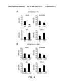 TREATMENT OF TUMORS USING SPECIFIC ANTI-L1 ANTIBODY diagram and image