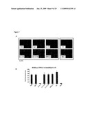 TREATMENT OF TUMORS USING SPECIFIC ANTI-L1 ANTIBODY diagram and image