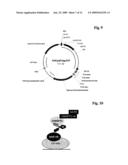 BIVALENT, BISPECIFIC ANTIBODIES diagram and image