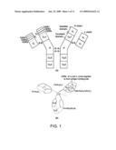 Single-domain brain-targeting antibody fragments derived from LLAMA antibodies diagram and image