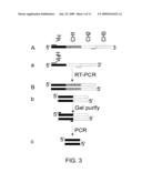 Single-domain brain-targeting antibody fragments derived from LLAMA antibodies diagram and image