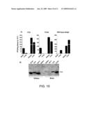 Single-domain brain-targeting antibody fragments derived from LLAMA antibodies diagram and image