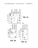  HUMAN PARVOVIRUS diagram and image