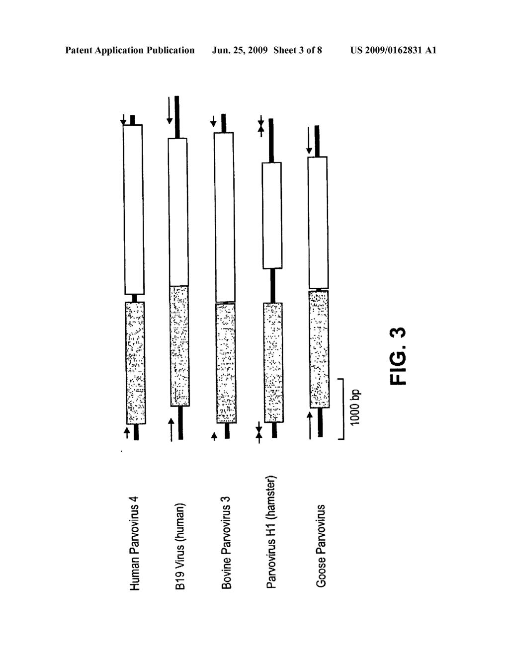  HUMAN PARVOVIRUS - diagram, schematic, and image 04