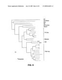  HUMAN PARVOVIRUS diagram and image