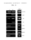 BREAST CANCER RELATED PROTEIN, GENE ENCODING THE SAME, AND METHOD OF DIAGNOSING BREAST CANCER USING THE PROTEIN AND GENE diagram and image