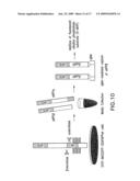 METHODS AND COMPOSITIONS FOR DETECTING AND QUANTIFYING SAPPB diagram and image