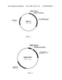 GENE REPORTER ASSAY, KIT, AND CELLS FOR DETERMINING THE PRESENCE AND/OR THE LEVEL OF A MOLECULE THAT ACTIVATES SIGNAL TRANSDUCTION ACTIVITY OF A CELL SURFACE PROTEIN diagram and image