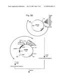 NITRILE HYDRATASE diagram and image