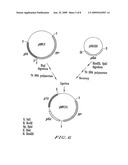 METHOD FOR PRODUCING L-GLUTAMIC ACID BY FERMENTATION ACCOMPANIED BY PRECIPITATION diagram and image