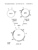 METHOD FOR PRODUCING L-GLUTAMIC ACID BY FERMENTATION ACCOMPANIED BY PRECIPITATION diagram and image