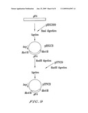 METHOD FOR PRODUCING L-GLUTAMIC ACID BY FERMENTATION ACCOMPANIED BY PRECIPITATION diagram and image