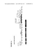 COMPOSITIONS AND METHODS COMPRISING THE USE OF CELL SURFACE DISPLAYED HOMING ENDONUCLEASES diagram and image