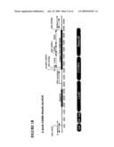 COMPOSITIONS AND METHODS COMPRISING THE USE OF CELL SURFACE DISPLAYED HOMING ENDONUCLEASES diagram and image