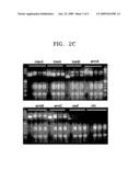 PRIMER SET FOR AMPLIFYING TARGET SEQUENCE(S) OF ANTIBIOTIC-RESISTANT BACTERIAL SPECIES, PROBE OR PROBE SET SPECIFICALLY HYBRIDIZING WITH TARGET SEQUENCE(S) OF ANTIBIOTIC-RESISTANT BACTERIAL SPECIES, METHOD OF DETECTING ANTIBIOTIC-RESISTANT BACTERIAL SPECIES USING THE PROBE OR PROBE SET, AND KIT FOR DETECTING ANTIBIOTIC-RESISTANT BACTERIAL SPECIES diagram and image