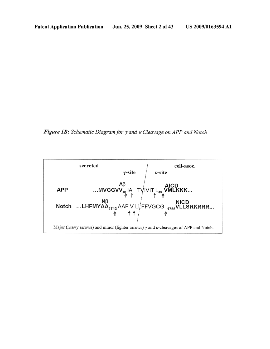 Triple Assay System for Identifying Substrate Selectivity of Gamma Secretase Inhibitors - diagram, schematic, and image 03