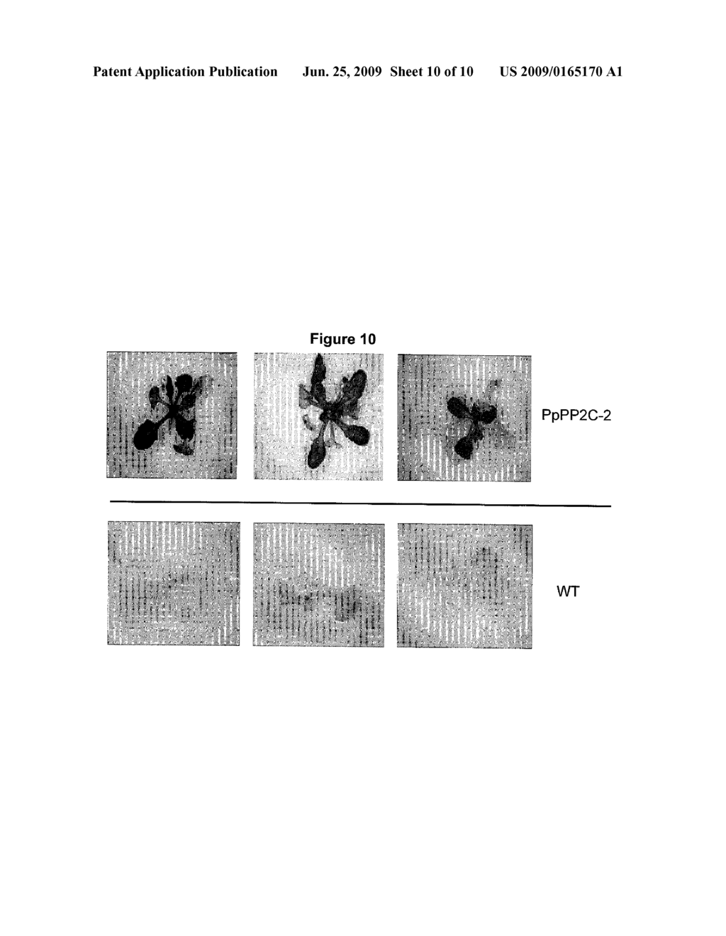 Phosphatase Stress-Related Proteins and Methods of Use in Plants - diagram, schematic, and image 11