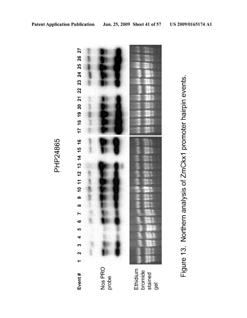 Cytokinin Oxidase Sequences and Methods of Use - diagram, schematic, and image 42