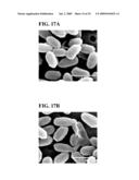 APPARATUS AND METHOD FOR DISINFECTING FOOD USING PHOTO-CATALYTIC REACTION OF TITANIUM DIOXIDE AND ULTRAVIOLET RAYS diagram and image