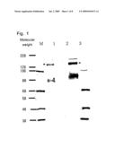 DIAGNOSTIC AGENT AND THERAPEUTIC AGENT FOR DISEASE ASSOCIATED WITH HEPATOCYTE GROWTH FACTOR RECEPTOR diagram and image