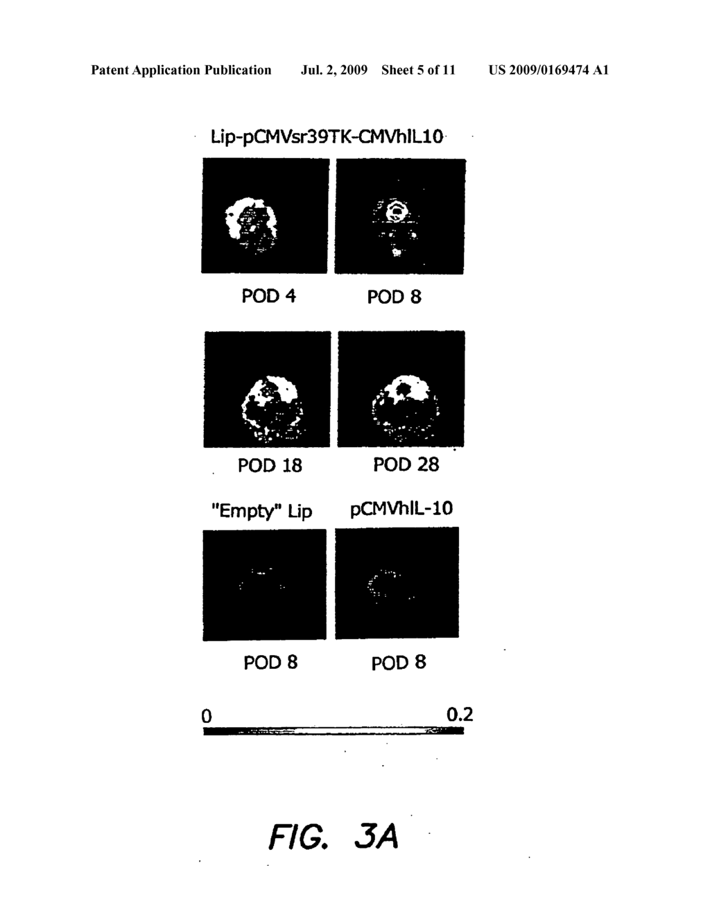 METHOD FOR NONINVASNELY AND QUANTITATIVELY MONITORING THERAPEUTIC AND DIAGNOSTIC TRANSGENE EXPRESSION INDUCED BY EX VNO AND IN VNO GENE TARGETING IN ORGANS, TISSUES AND CELLS - diagram, schematic, and image 06