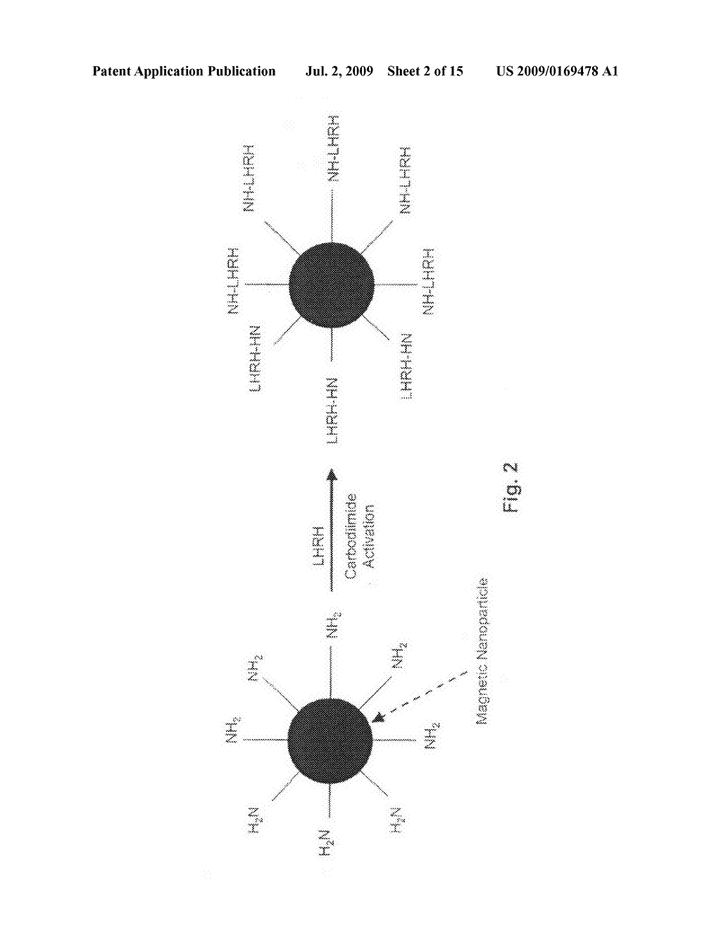 In Vivo Imaging and Therapy with Magnetic Nanoparticle Conjugates - diagram, schematic, and image 03