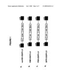 Expression Vectors Comprising the HS1 Promoter of the VAV1 Oncogene and Use Thereof for the Preparation of Pharmaceutical Compositions Intended for Somatic Gene Therapy diagram and image