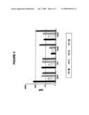 Expression Vectors Comprising the HS1 Promoter of the VAV1 Oncogene and Use Thereof for the Preparation of Pharmaceutical Compositions Intended for Somatic Gene Therapy diagram and image